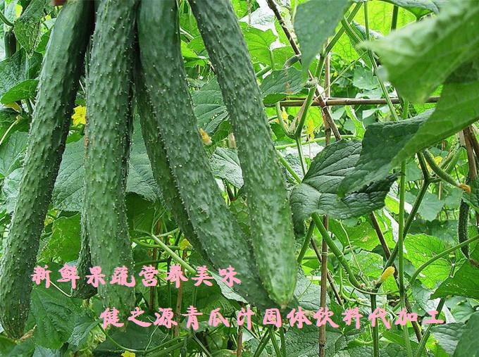 青瓜的六大營養價值，你知道嗎？